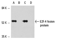 Western blot analysis of human recombinant E2F-4 (108-300): sc-4098 WB (A,C) and unrelated control (B,D) fusion proteins. Antibodies tested include E2F-4 (C-108): sc-512 (A,B) and E2F-4 (RK-13): sc-511 (C,D).