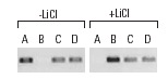 ChIP analysis of c-Myc promoter occupancy in response to lithium stimulation in serum synchronized C2C12 cells. Antibodies tested include HDAC1 (H-15): sc-7872, HDAC1 (C-19): sc-6298 and HDAC1 (H-11): sc-8410 (A), β-catenin (H-120): sc-7199, β-catenin (C-18): sc-1496 and β-catenin (E-5): sc-7963 (B), E2F-4 (A-20): sc-1082, E2F-4 (D-3): sc-6851, E2F-4 (RK-13): sc-511 and E2F-4 (C-20): sc-866 (C), and p130 (C-20): sc-317, p130 (211.6): sc-9963 and p130 (H-125): sc-20678 (D). Data kindly provided by M.G. Rosenfeld and reproduced with permission from Proc. Natl. Acad. Sci. 100: 3245-3250. Copyright 2003 National Academy of Sciences, USA.