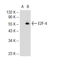 E2F-4 (RK-13): sc-511. Western blot analysis of E2F-4 expression in non-transfected: sc-117752 (A) and mouse E2F-4 transfected: sc-119883 (B) 293T whole cell lysates.