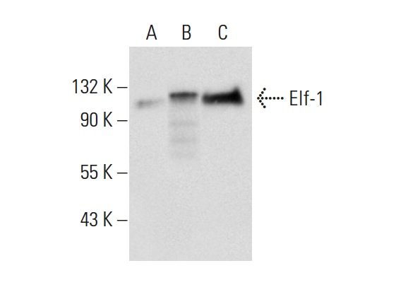 Elf-1 (C-4): sc-133096. Western blot analysis of Elf-1 expression in non-transfected: sc-117752 (A) and human Elf-1 transfected: sc-159174 (B) 293T whole cell lysates and HeLa nuclear extract (C).