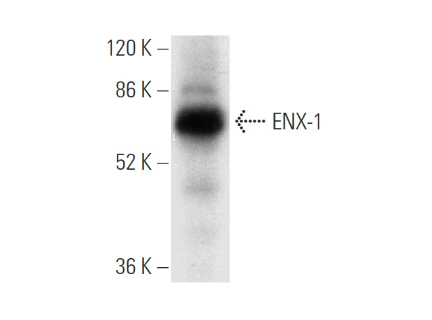 ENX-1 (C-1): sc-166609. Western blot analysis of ENX-1 expression in human placenta tissue extract.