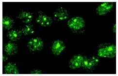 ERM (H-100): sc-22807. Immunofluorescence staining of methanol-fixed HeLa cells showing nuclear localization.