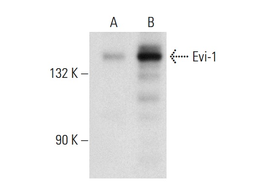 Evi-1 (2331C1a1): sc-130025. Western blot analysis of Evi-1 expression in non-transfected: sc-117752 (A) and human Evi-1 transfected: sc-177200 (B) 293T whole cell lysates.