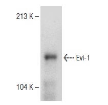 Evi-1 (2331C1a1): sc-130025. Western blot analysis of Evi-1 expression in HeLa whole cell lysate.