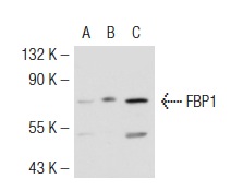 FBP1 (D-12): sc-33029. Western blot analysis of FBP1 expression in non-transfected 293T: sc-117752 (A), mouse FBP1 transfected 293T: sc-120212 (B) and HL-60 (C) whole cell lysates.