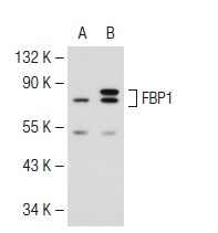 FBP1 (D-12): sc-33029. Western blot analysis of FBP1 expression in non-transfected: sc-117752 (A) and human FBP1 transfected: sc-171763 (B) 293T whole cell lysates.