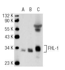 FHL-1 (L9-42): sc-101046. Western blot analysis of FHL-1 expression in non-transfected: sc-117752 (A) and human FHL-1 transfected: sc-177229 (B) 293T whole cell lysates and mouse testis tissue extract (C).