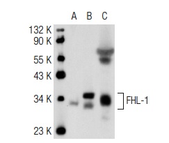 FHL-1 (L9-42): sc-101046. Western blot analysis of FHL-1 expression in non-transfected: sc-117752 (A) and human FHL-1 transfected: sc-177228 (B) 293T whole cell lysates and mouse testis tissue extract (C).
