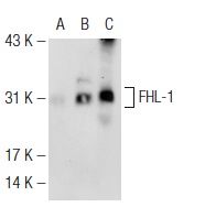 FHL-1 (L9-42): sc-101046. Western blot analysis of FHL-1 expression in non-transfected: sc-110760 (A), human FHL-1 transfected: sc-177230 (B) 293 whole cell lysates and mouse testis tissue extract (C).