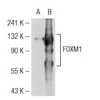 FOXM1 (C-20): sc-502. Western blot analysis of FOXM1 expression in non-transfected: sc-110760 (A) and human FOXM1 transfected: sc-113096 (B) 293 whole cell lysates.