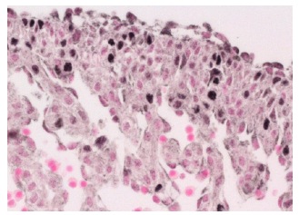 FOXM1 (C-20) Antibody: sc-502. Immunohistochemistry staining of mouse C57Bl/6 fetal heart expressing endogenous FOXM1. Paraffin section shows nuclear localization. Kindly provided by Ren, X and Kalinichenko, V.V. unpublished. Cincinnati Children's Hospital Medical Center.