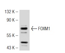 FOXM1 (H-19): sc-501. Western blot analysis of FOXM1 expression in NIH/3T3 whole cell lysate.