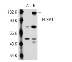 FOXM1 (H-19): sc-501. Western blot analysis of FOXM1 expression in non-transfected: sc-110760 (A) and human FOXM1 transfected: sc-113096 (B) 293 whole cell lysates.