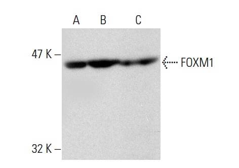 FOXM1 (H-19): sc-501. Western blot analysis of FOXM1 expression in RAW 264.7 (A) and CCRF-CEM (B) whole cell lysates and mouse brain tissue extract (C).