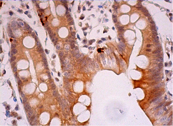 FOXM1 (H-19): sc-501. Immunoperoxidase staining of formalin fixed, paraffin-embedded human small intestine tissue showing cytoplasmic and nuclear staining of glandular cells.
