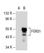 FOXQ1 (C-16): sc-47596. Western blot analysis of FOXQ1 expression in non-transfected: sc-117752 (A) and mouse FOXQ1 transfected: sc-120313 (B) 293T whole cell lysates.