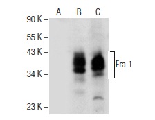 Fra-1 (D-3): sc-376148. Western blot analysis of Fra-1 expression in non-transfected: sc-117752 (A) and human Fra-1 transfected: sc-176608 (B) 293T whole cell lysates and NIH/3T3 nuclear extract (C).