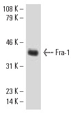Fra-1 (C-12): sc-28310. Western blot analysis of Fra-1 expression in U-937 whole cell lysate.