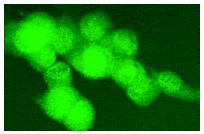 Fra-1 (R-20): sc-605. Immunofluorescence staining of methanol-fixed NIH/3T3 cells showing nuclear staining.