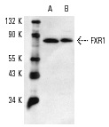 FXR1 (C-18): sc-10554. Western blot analysis of FXR1 expression in F9 (A) and MCF7 (B) whole cell lysates.