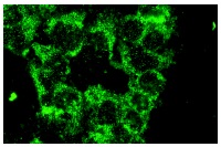 FXR1 (C-18): sc-10554. Immunofluorescence staining of methanol-fixed F9 cells showing cytoplasmic staining.