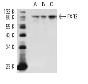 FXR2 (1G2): sc-32266. Western blot analysis of FXR2 expression in non-transfected: sc-117752 (A) and human FXR2 transfected: sc-113358 (B) 293T whole cell lysates.