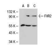 FXR2 (1G2): sc-32266. Western blot analysis of FXR2 expression in non-transfected 293T: sc-117752 (A), human FXR2 transfected 293T: sc-113358 (B) and Jurkat (C) whole cell lysates.