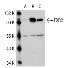 FXR2 (1G2): sc-32266. Western blot analysis of FXR2 expression in non-transfected 293T: sc-117752 (A), human FXR2 transfected 293T: sc-117244 (B) and IMR-32 (C) whole cell lysates.