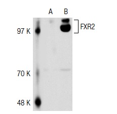 FXR2 (1G2): sc-32266. Western blot analysis of FXR2 expression in non-transfected: sc-117752 (A) and human FXR2 transfected: sc-116393 (B) 293T whole cell lysates.