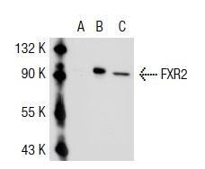 FXR2 (S-16): sc-10557. Western blot analysis of FXR2 expression in non-transfected 293T: sc-117752 (A), human FXR2 transfected 293T: sc-117244 (B) and IMR-32 (C) whole cell lysates.
