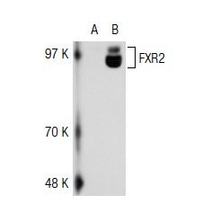 FXR2 (S-16): sc-10557. Western blot analysis of FXR2 expression in non-transfected: sc-117752 (A) and human FXR2 transfected: sc-116393 (B) 293T whole cell lysates.