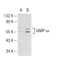 GABP-α (H-2): sc-28311. Western blot analysis of GABP-α expression in non-transfected: sc-117752 (A) and human GABP-α transfected: sc-177264 (B) 293T whole cell lysates.