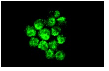 GATA-2 (H-116): sc-9008. Immunofluorescence staining of methanol-fixed P815 cells showing nuclear localization.