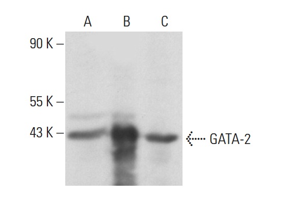 GATA-2 (H-116): sc-9008. Western blot analysis of GATA-2 expression in non-transfected 293T: sc-117752 (A), human GATA-2 transfected 293T: sc-176459 (B) and P815 (C) whole cell lysates.