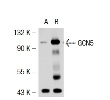 GCN5 (H-75): sc-20698. Western blot analysis of GCN5 expression in non-transfected: sc-117752 (A) and human GCN5 transfected: sc-111723 (B) 293T whole cell lysates.