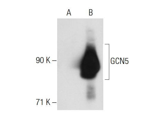 GCN5 (H-75): sc-20698. Western blot analysis of GCN5 expression in non-transfected: sc-117752 (A) and human GCN5 transfected: sc-115311 (B) 293T whole cell lysates.