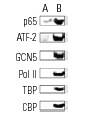 ChIP analysis of transcription factor binding to the Interferon β promoter before (A) and six hours after (B) Sendai virus infection of HeLa cells. Antibodies tested included NFκB p65 (A): sc-109, ATF-2 (N-96): sc-6233, GCN5 (N-18): sc-6303, Pol II (H-224): sc-9001, TFIID (TBP)(SI-1): sc-273 and CBP (A-22): sc-369. Data kindly provided by G. Mosialos.