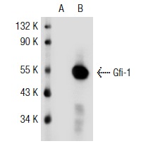 Gfi-1 (N-20): sc-8558. Western blot analysis of Gfi-1 expression in non-transfected: sc-117752 (A) and human Gfi-1 transfected: sc-115318 (B) 293T whole cell lysates.