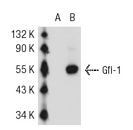 Gfi-1 (N-20): sc-8558. Western blot analysis of Gfi-1 expression in non-transfected: sc-117752 (A) and human Gfi-1 transfected: sc-159136 (B) 293T whole cell lysates.