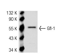 Gfi-1 (N-20): sc-8558. Western blot analysis of Gfi-1 expression in human PBL whole cell lysate.