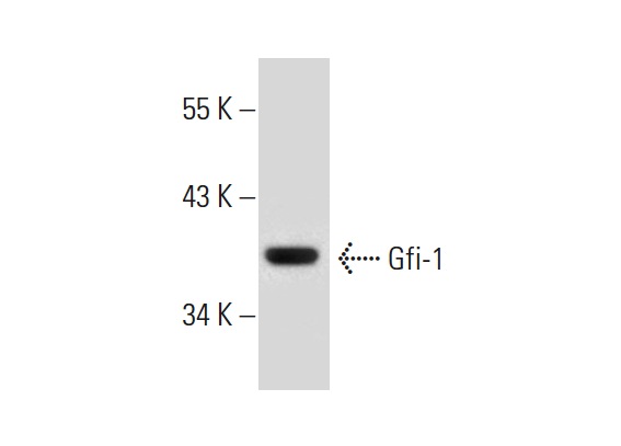 Gfi-1 (N-20): sc-8558. Western blot analysis of Gfi-1 expression in RBL-1 whole cell lysate.