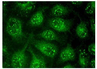 Gfi-1 (N-20): sc-8558. Immunofluorescence staining of methanol-fixed HeLa cells showing nuclear localization.