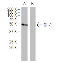 Gfi-1 (15-8): sc-101053 Western blot analysis of Gfi-1 expression in human Gfi-1 transfected: sc-115318 (A) and non-transfected: sc-117752 (B) 293T whole cell lysates.