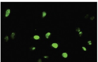Gfi-1 (15-8): sc-101053. Immunofluorescence staining of paraformaldehyde-fixed HeLa cells showing nuclear localization.