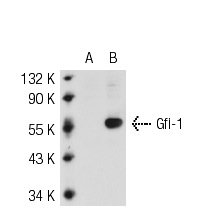 Gfi-1 (15-8): sc-101053. Western blot analysis of Gfi-1 expression in non-transfected: sc-117752 (A) and human Gfi-1 transfected: sc-159136 (B) 293T whole cell lysates.