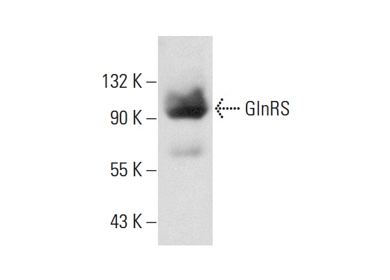 GlnRS (C-1): sc-271078. Western blot analysis of GlnRS expression in HeLa whole cell lysate.