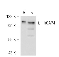 hCAP-H (H-6): sc-101013. Western blot analysis of hCAP-H expression in 293T (A) and HeLa (B) whole cell lysates.