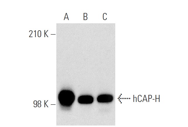 hCAP-H (H-6): sc-101013. Western blot analysis of hCAP-H expression in MOLT-4 (A), K-562 (B) and MEG-01 (C) nuclear extracts.
