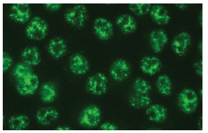 HCNP (C-9): sc-271037. Immunofluorescence staining of methanol-fixed HeLa cells showing nuclear localization.