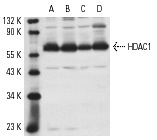 HDAC1 (H-51): sc-7872. Western blot analysis of HDAC1 expression in NIH/3T3 (A), HeLa (B), KNRK (C) and C32 (D) nuclear extracts.